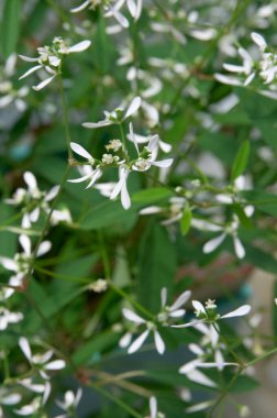 Bahçedeki beyaz çiçek