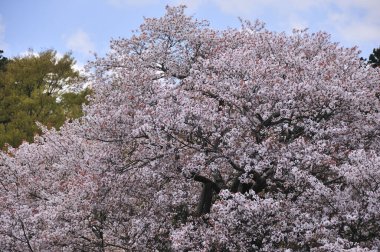 Mavi gökyüzünün üzerinde kiraz ağacı 