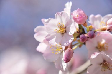 Bahçedeki güzel pembe çiçekler, baharda açan ağaçlar.
