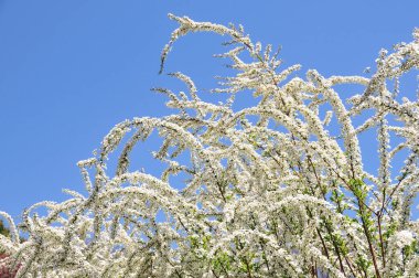 Bir dalda beyaz çiçekler