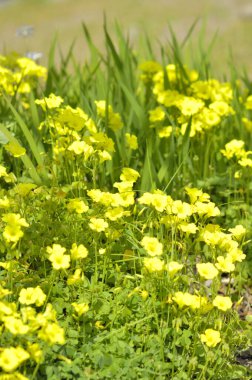 Bahçedeki sarı çiçekler