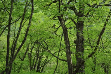 Güzel yeşil ağaçlar sık ormanlarda