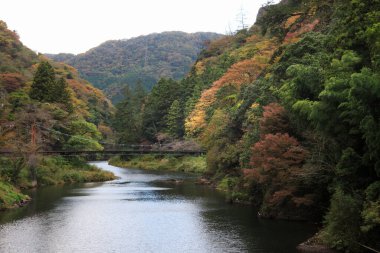 Ormandaki güzel nehir