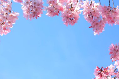 Bahçedeki güzel pembe çiçekler