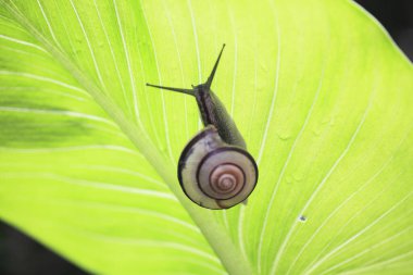 Yeşil yapraklı salyangoz