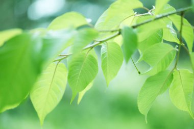Ağaçta taze bahar yeşili yapraklar. Doğa arkaplanı