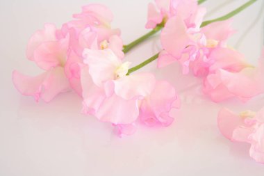 Güzel çiçekler, yakın manzara, yaz konsepti.