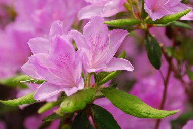 Güzel botanik fotoğrafı, doğal duvar kağıdı.