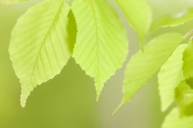 Ağaçta taze bahar yeşili yapraklar. Doğa arkaplanı