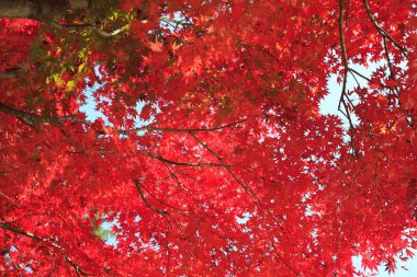 Parkta renkli sonbahar ağaçları, gündüz görüşü 