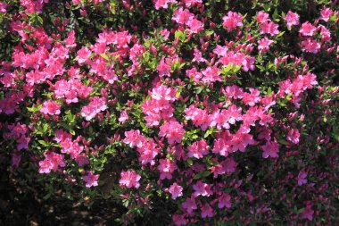 Bahçedeki güzel çiçekler