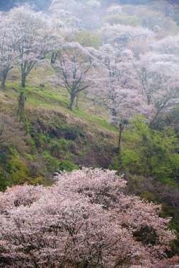 Ağaçlarda açan güzel bahar çiçekleri