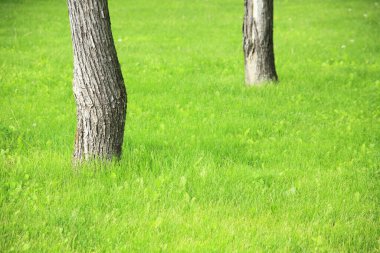 Parkta güzel yeşil ağaçlar