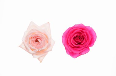 Beyaz arkaplanda izole edilmiş pembe güller 