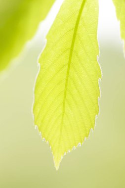 Ağaçta taze bahar yeşili yapraklar. Doğa arkaplanı