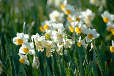 Bahçedeki nergisler