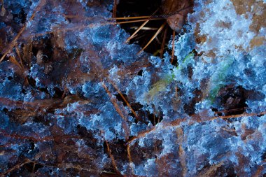 Düşen ladin iğneleri ormandaki ilk karla kaplı.