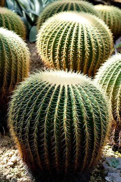 Cactus Garden — Stock Photo, Image