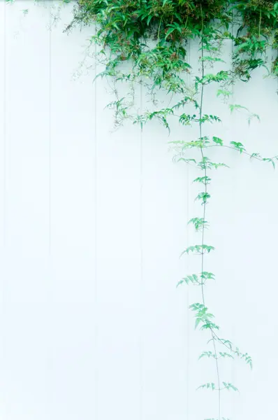 Grüne Blätter Der Wand — Stockfoto