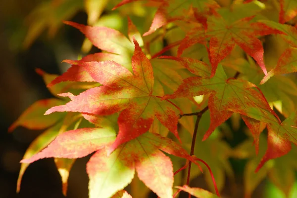Φύλλα Σφενδάμου Φθινοπωρινή Χλωρίδα — Φωτογραφία Αρχείου