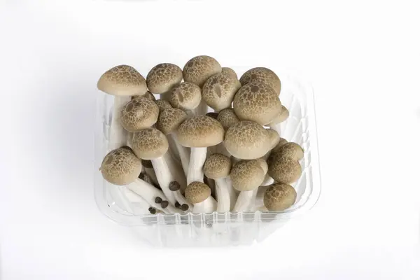 Pile Raw Mushrooms Isolated White Background — Stock Photo, Image