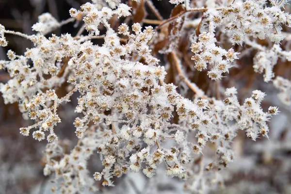 Frost Trädens Grenar — Stockfoto