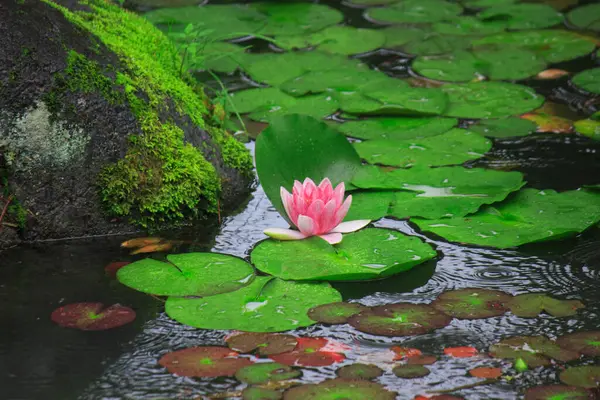Beautiful Lotus Flower Pond — Stock Photo, Image