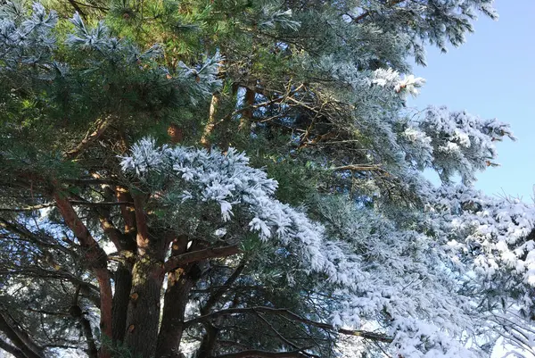 Sosny Pokryte Śniegiem Lesie — Zdjęcie stockowe