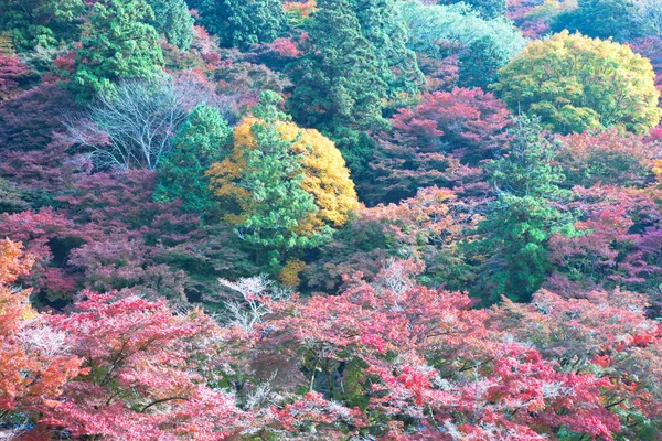 the autumn forest of the trees. colorful trees in the forest.
