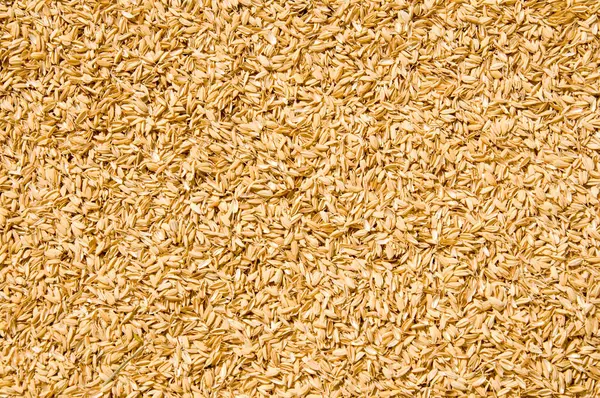 wheat grain as background