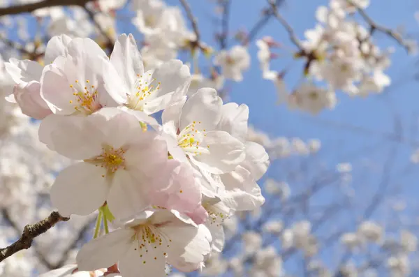 Japansk Sakura Blomma Skott Vårbild — Stockfoto