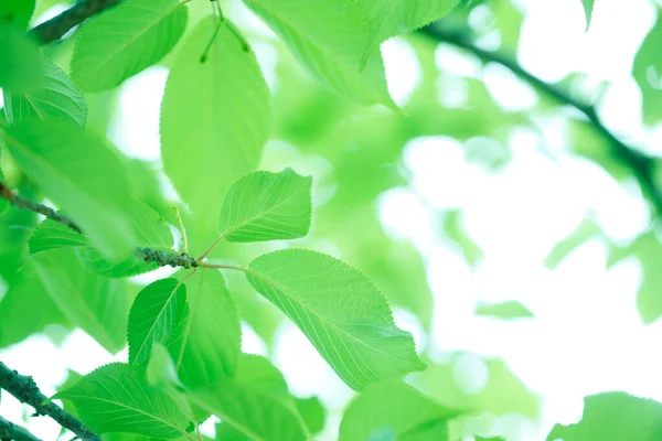 Folhas Verdes Primavera Frescas Árvore Natureza Fundo — Fotografia de Stock
