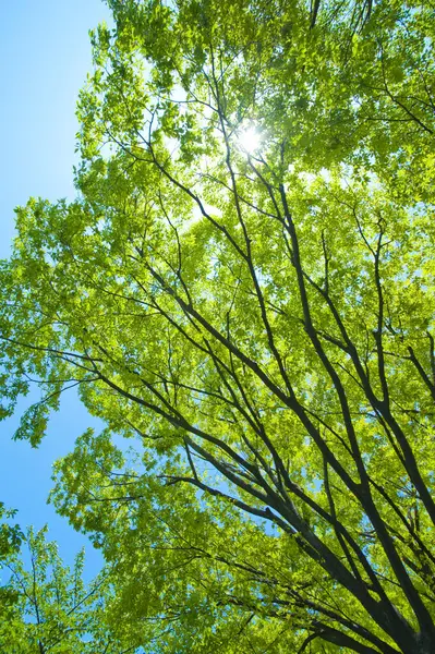 Зеленые Деревья Солнечном Свете Голубое Небо Фон — стоковое фото