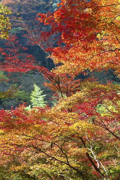 Красивый Осенний Фон Красными Кленовыми Деревьями — стоковое фото