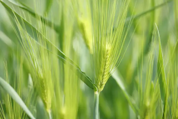 緑の小麦畑と夏の緑の葉 — ストック写真
