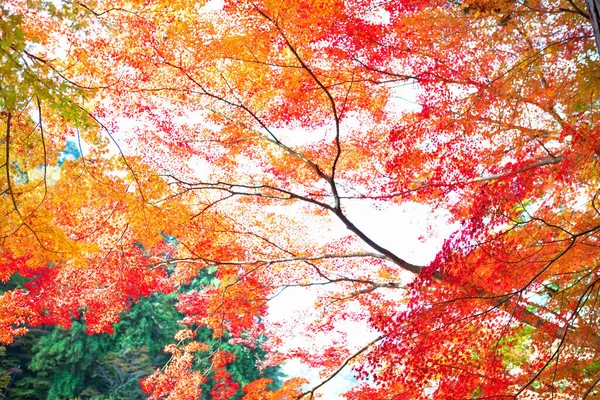 Sonbahar Mevsiminde Renkli Yapraklar — Stok fotoğraf