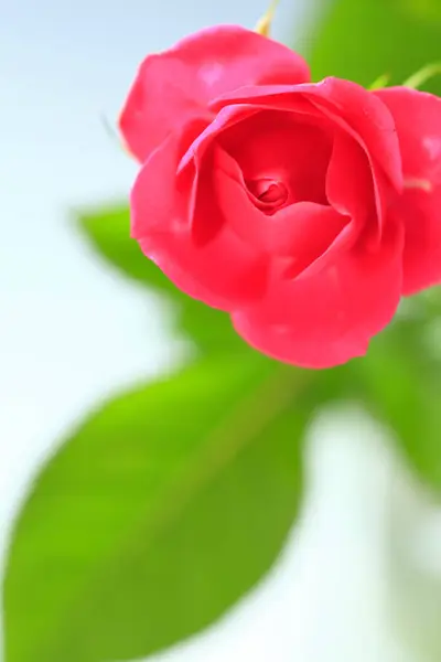 Belle Rose Rose Sur Fond Blanc — Photo
