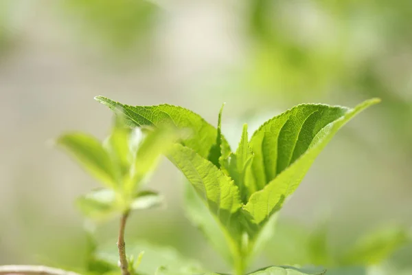 Зелений Лист Саду Флорі — стокове фото