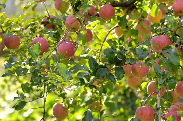 木の枝に熟したリンゴ — ストック写真