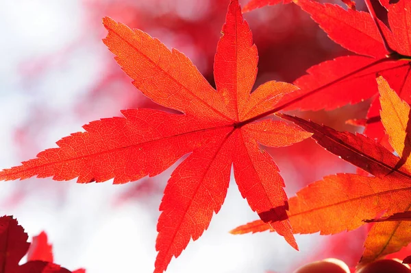 Κόκκινα Φθινοπωρινά Φύλλα Στο Δάσος — Φωτογραφία Αρχείου