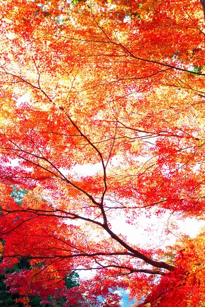 Красочные Деревья Солнечном Свете Парке Осенью Природный Фон — стоковое фото