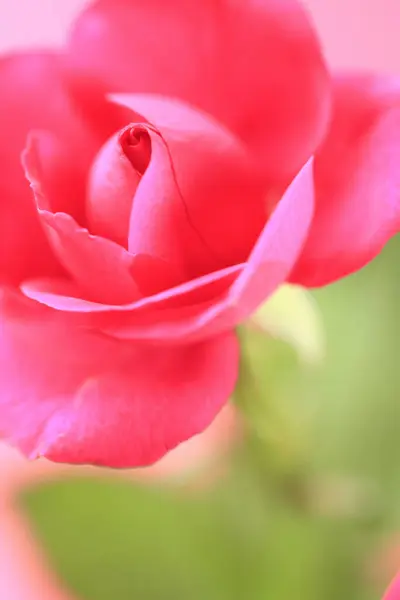 Belle Rose Rouge Avec Rosée — Photo