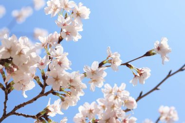 Güzel çiçekler, yakın görüş, bitki konsepti.