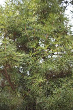 Yeşil dallar, taze iğneler, yakın plan.