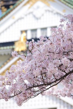 Güzel çiçekler, yakın görüş, bitki konsepti.