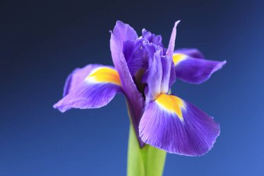 Güzel çiçekler, yakın görüş, bitki konsepti.