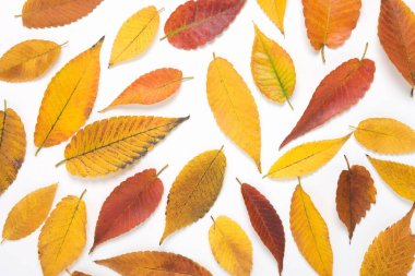 Beyaz arkaplanda parlak sonbahar yapraklarının üst görünümü        