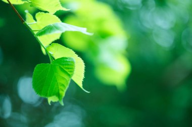 Ağaçta taze bahar yeşili yapraklar. Doğa arkaplanı