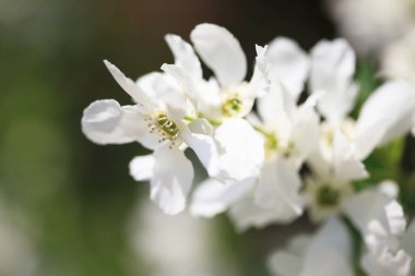 Güzel çiçekler, yakın görüş, bitki konsepti.