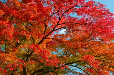 Şehir parkında renkli sonbahar ağaçları